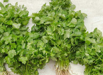 Cilantro